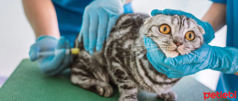 Essential Information About Feline Leukemia Vaccine
