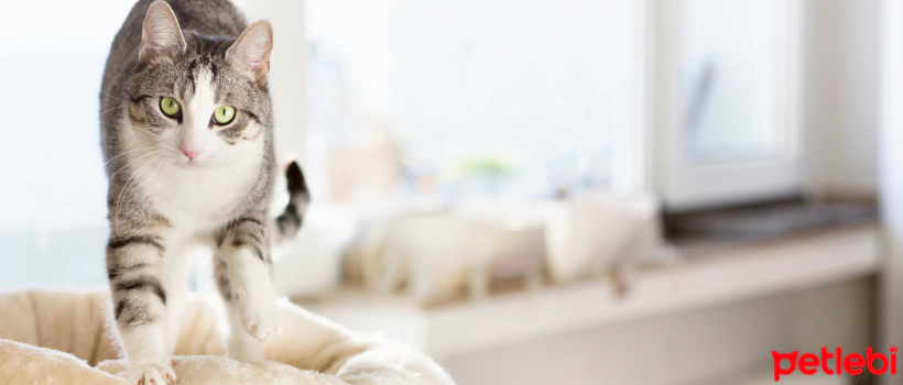 Why Do Cats Give Massages? Kneading Motion in Cats: Reasons and Meaning
