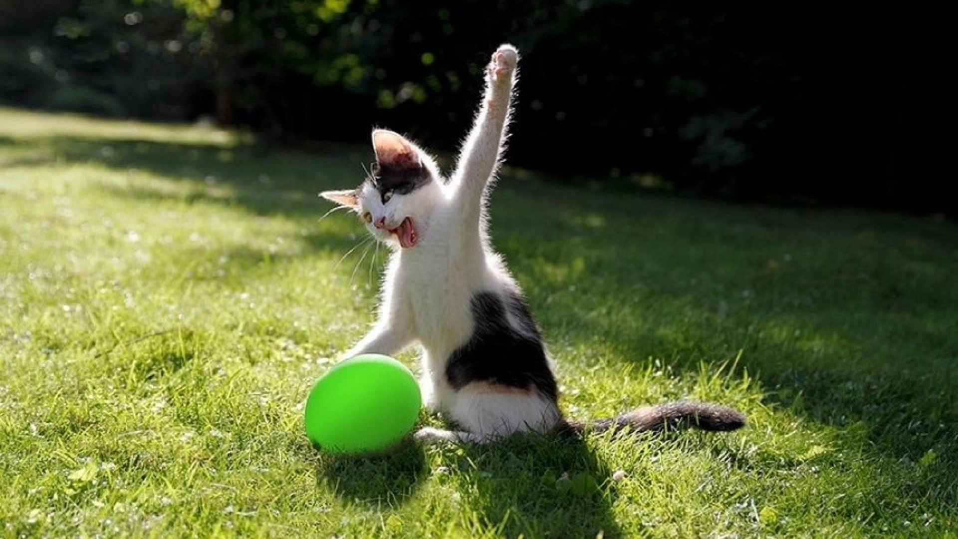 A cat playing with a balloon