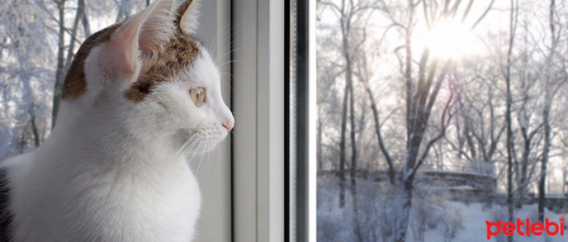 Things to Make Your Cat Enjoyable During Winter Months