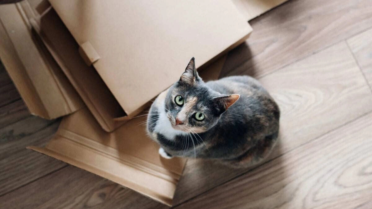 The Process of Cats Adjusting to a New Home and Change of Owners
