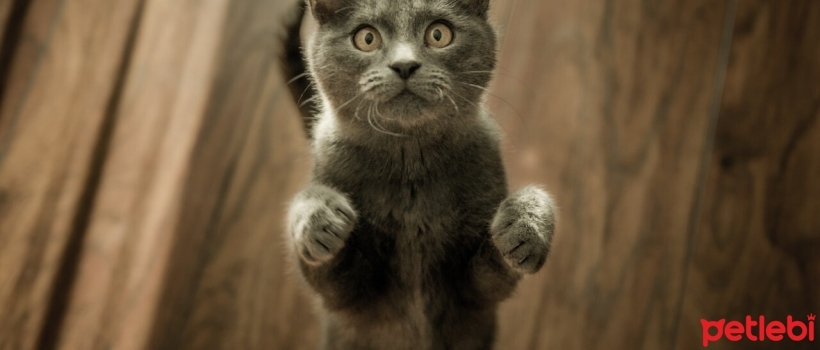 Why do cats bring gifts to their owners?