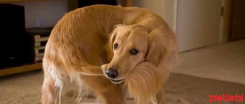 Tail Fracture and Treatment in Dogs