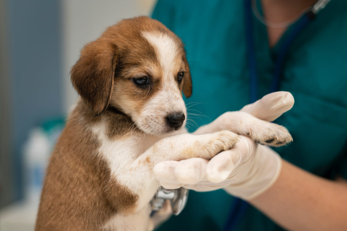Puppy being examined by a veterinarian