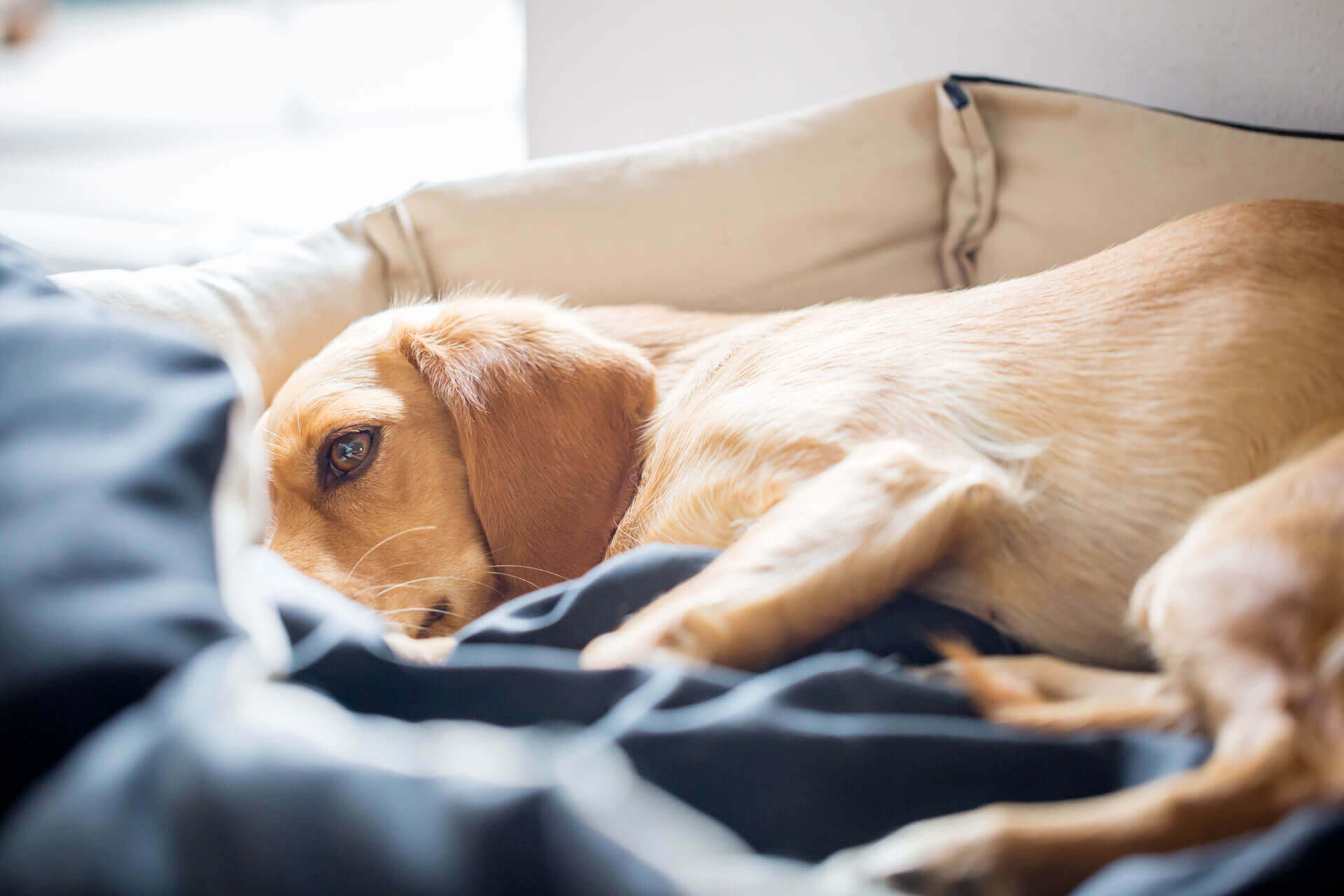 A lethargic dog lying down
