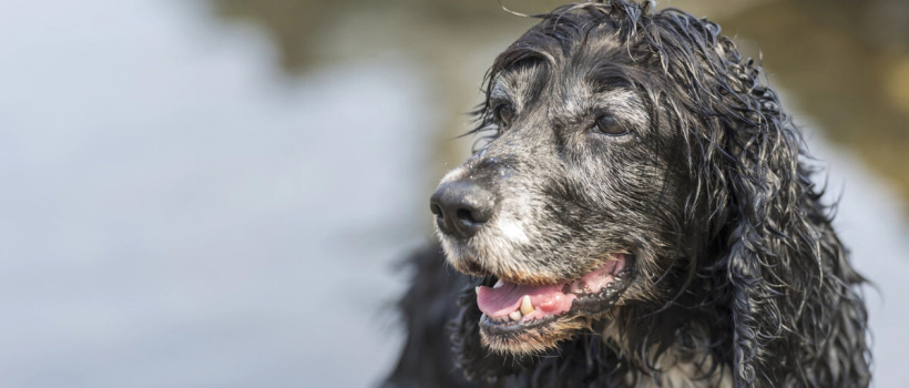 Most Common Health Problems in Older Dogs