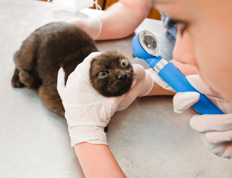 Cats undergoing eye examinations