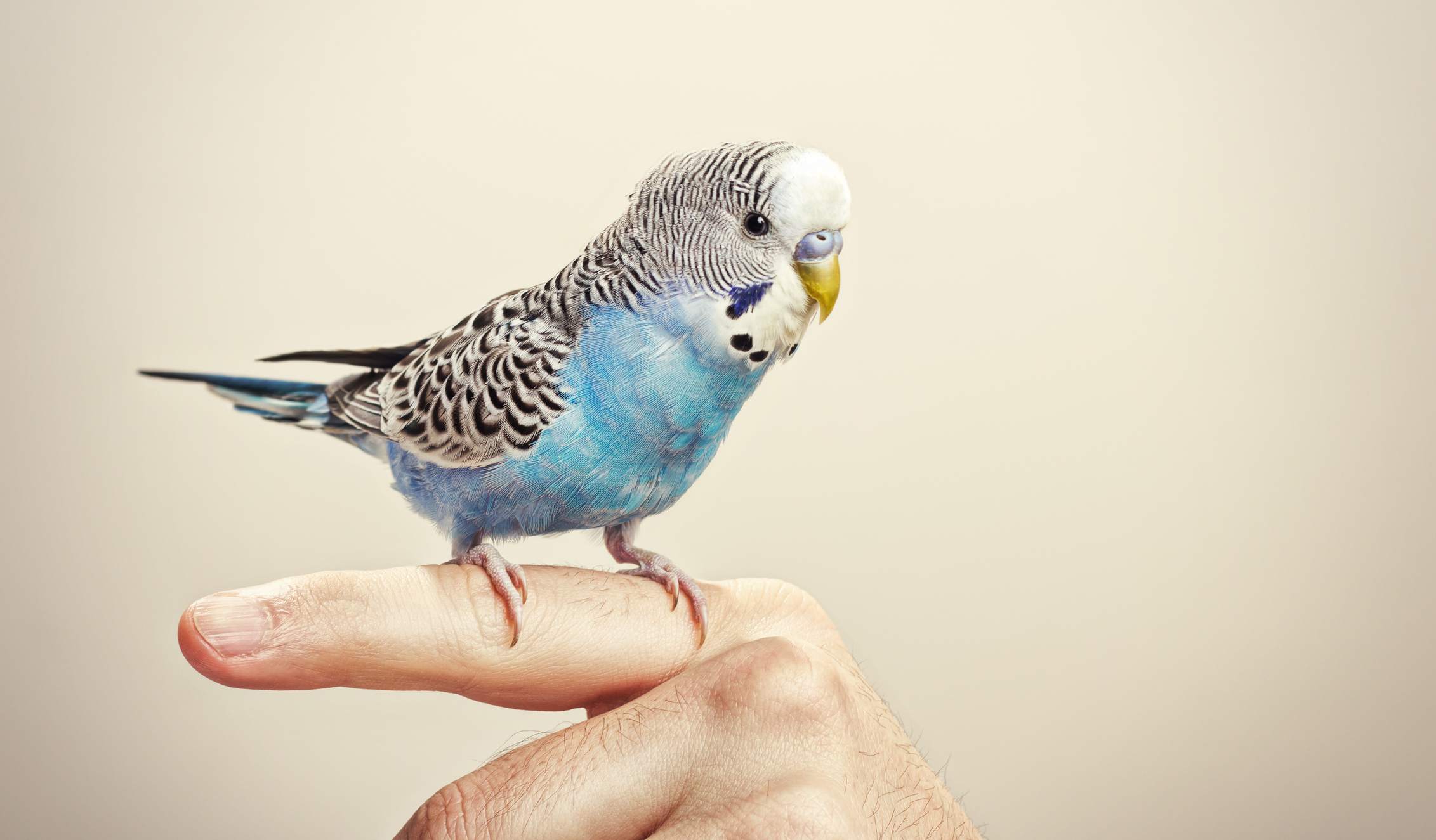 A budgie learning to perch on a finger