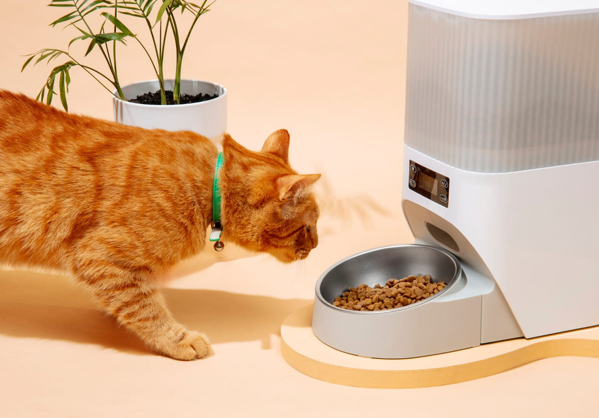 A tabby cat approaching its food bowl