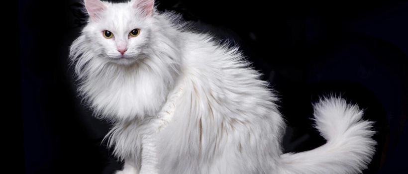 Ankara Cat Characteristics, Care and Feeding