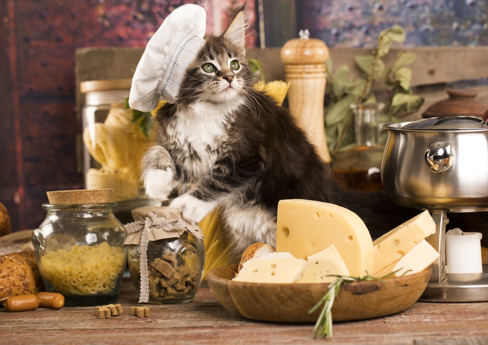 Cat in chef's hat standing on the counter