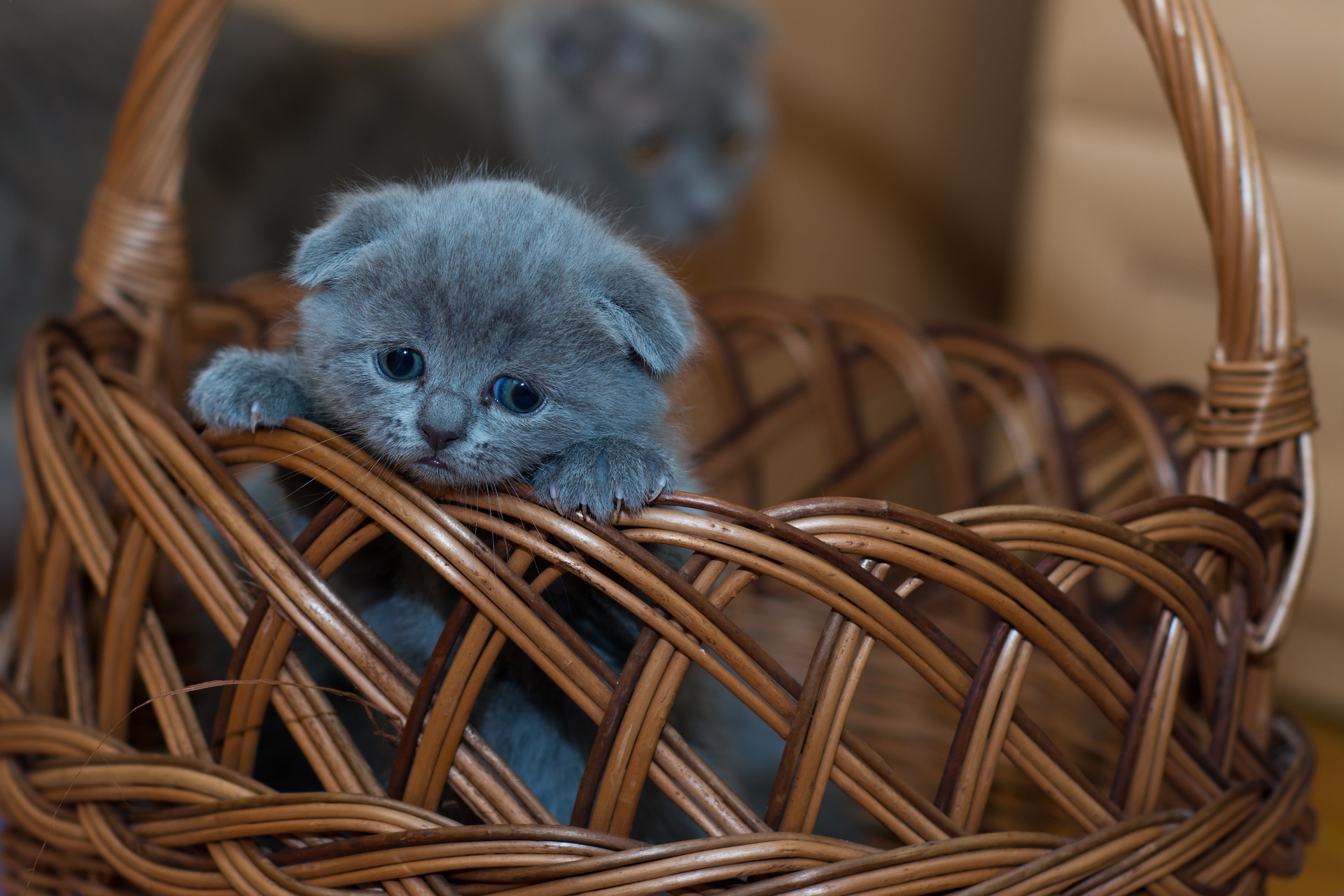 Why Do Kittens Urinate on the Bed?