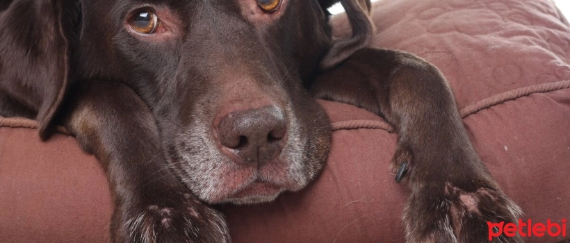 Causes, Symptoms, and Treatment of Myasthenia Gravis in Dogs