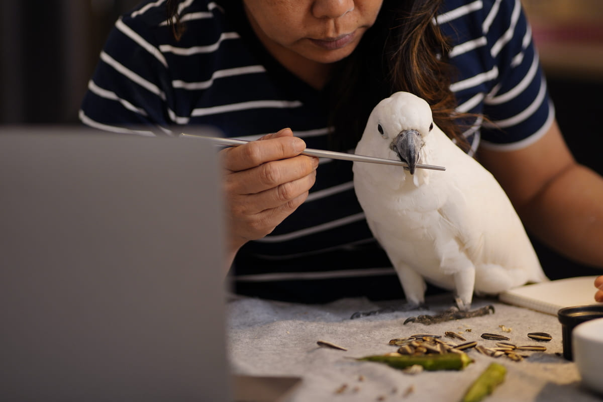 White-feathered parrot on the table