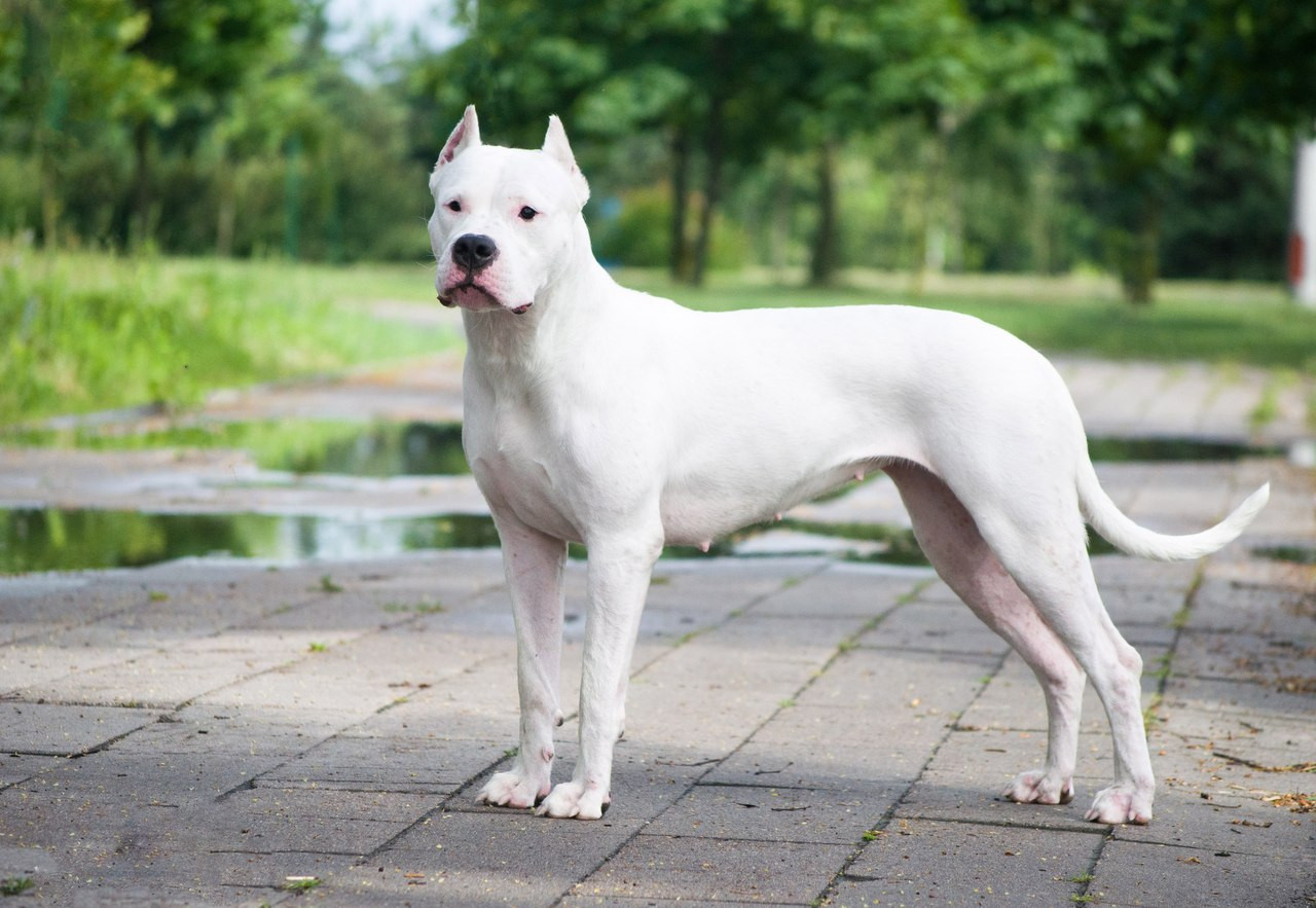 Female white dog standing on concrete in the park