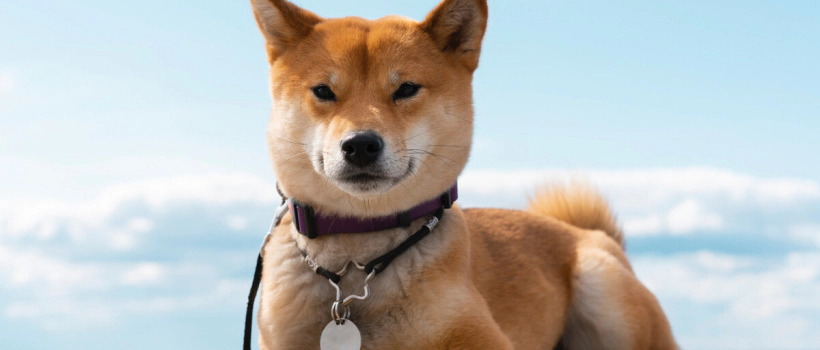 Shiba Inu Dog Characteristics, Care and Feeding