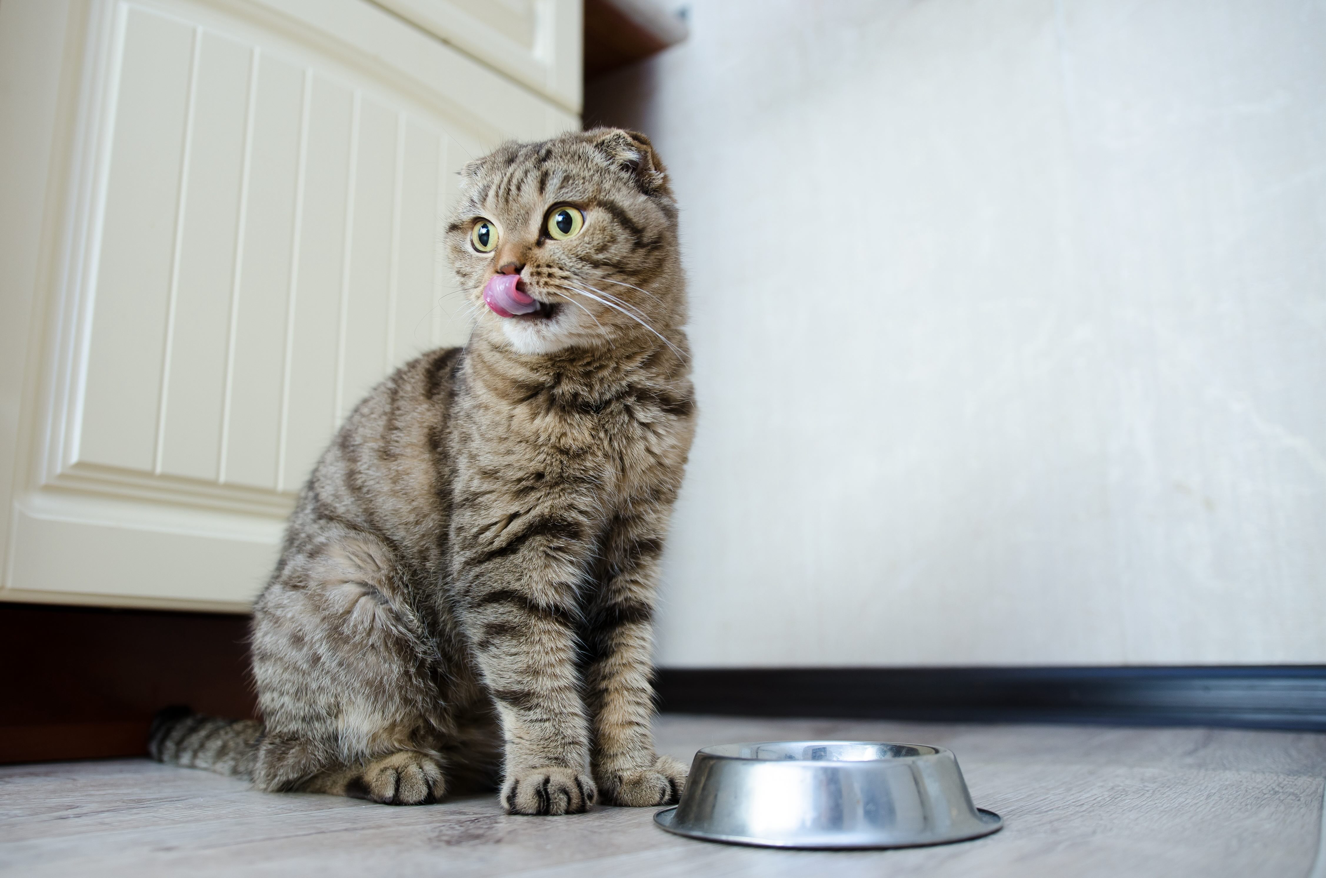 Cat licking at the food bowl