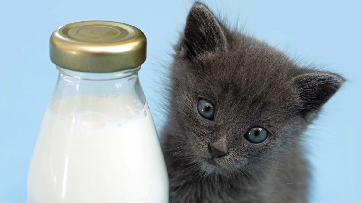 Can Cats Be Given Milk? Can Cats Drink Milk?