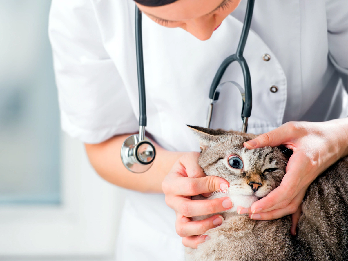 Cat having an eye exam