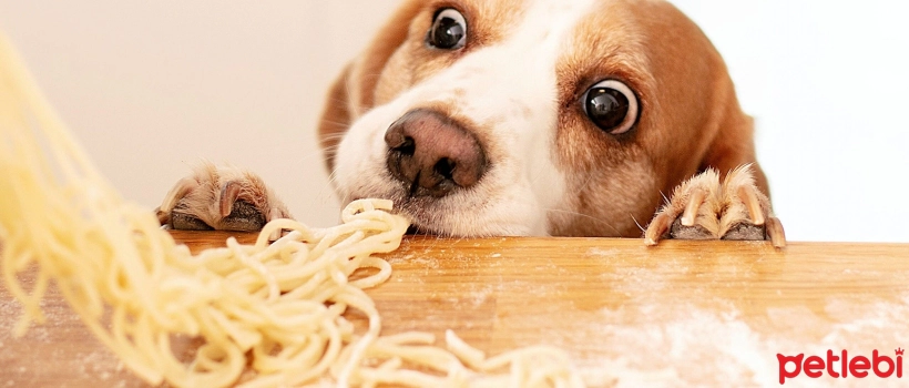 Can Dogs Eat Pasta?