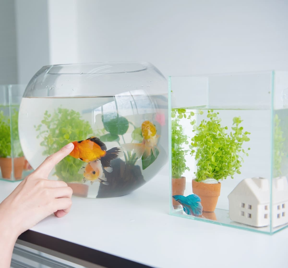 Fish living in different bowls and aquariums