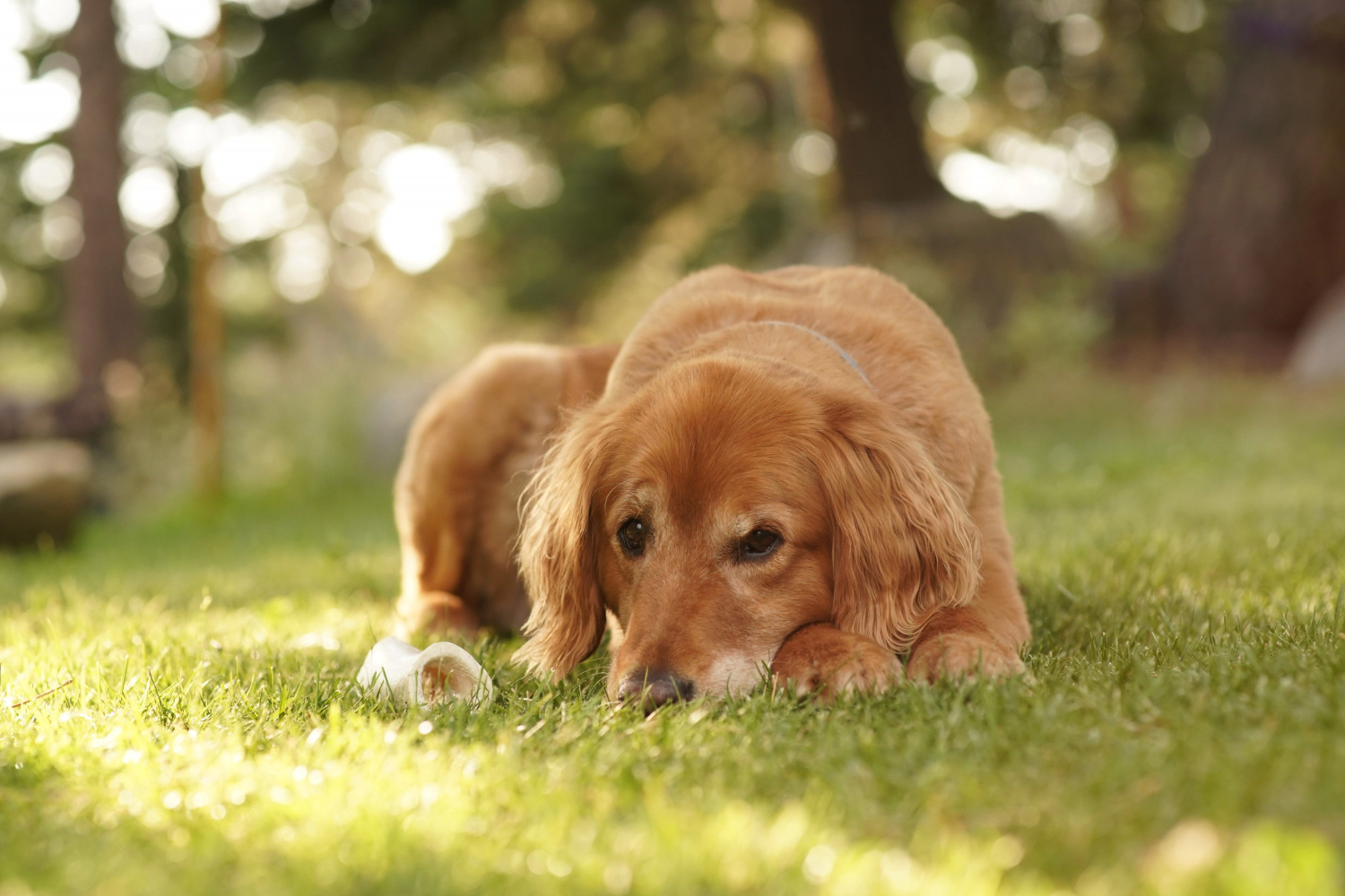 dog lying on the grass