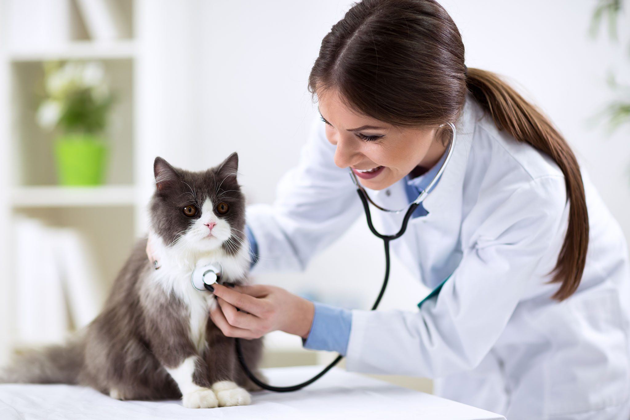 Veterinarian smiling at a black and white cat