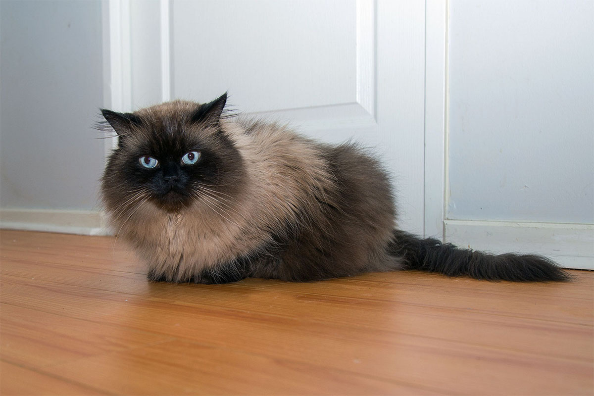 Flat-faced Himalayan cat sitting on the ground