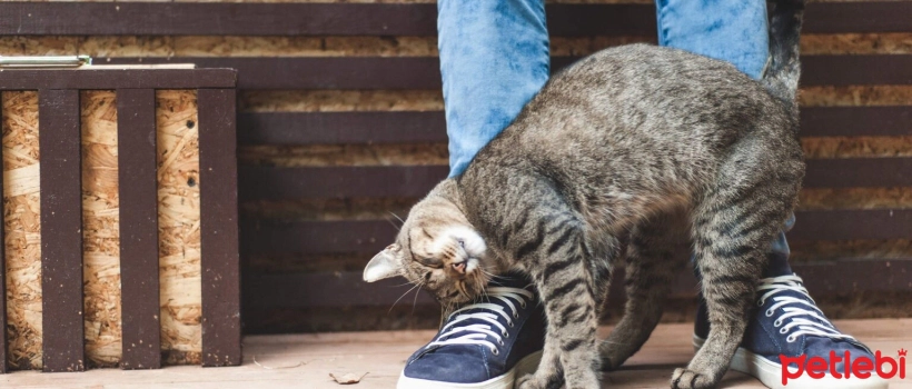 Why Do Cats Rub on People's Legs?