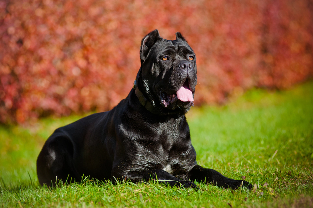Lying on the grass Black Cane Corso dog