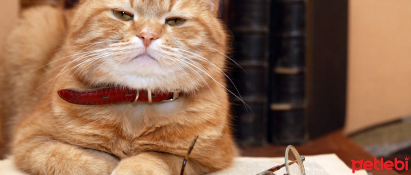 Nutritional Needs of Senior Cats