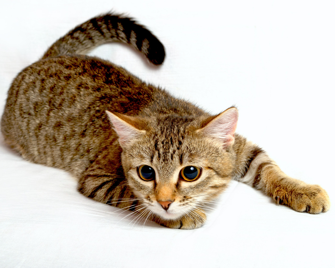 Young tabby cat lying on the ground with its eyes open