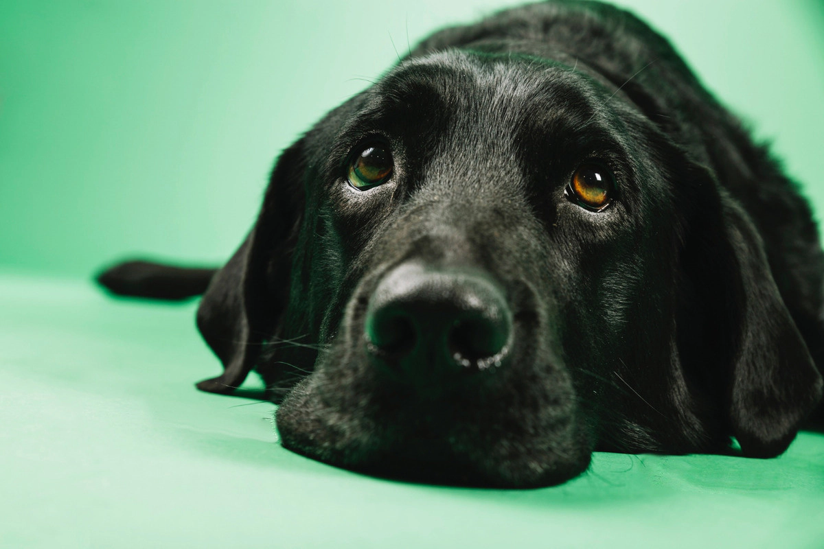 A black dog with a sad look, head on the ground