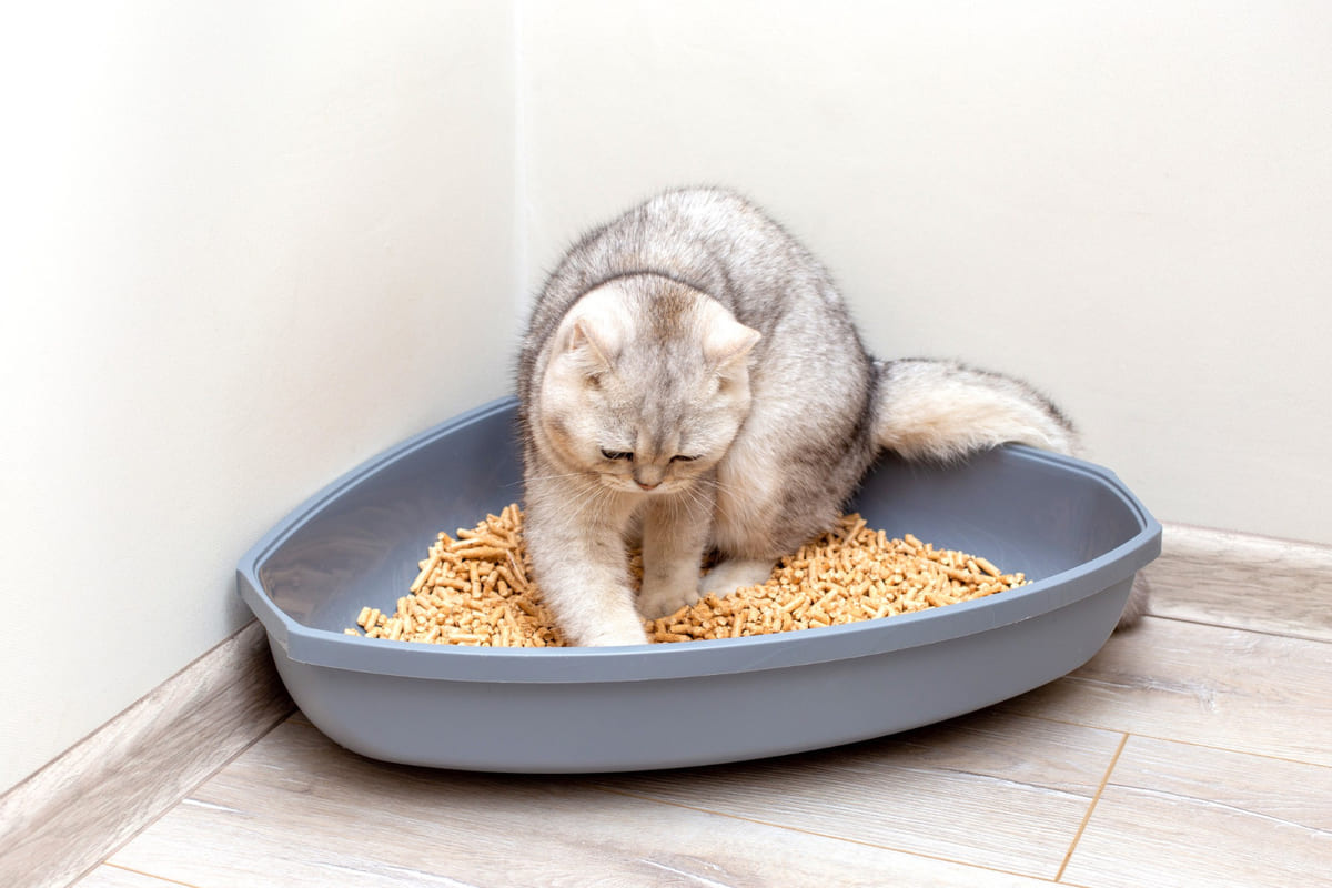 Cat spinning in its litter box