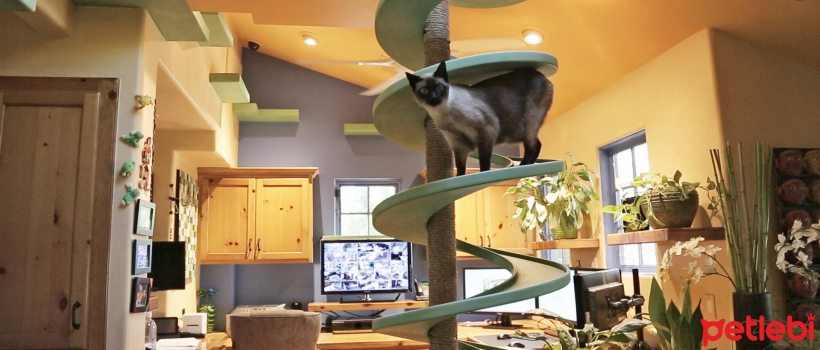 Stylish and Decorative Cat Houses