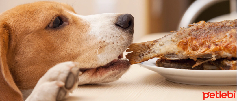 Do Dogs Eat Fish?