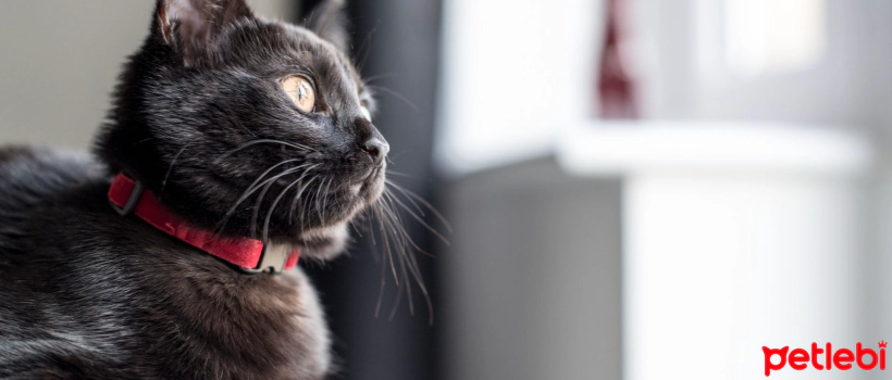 Should cats wear collars?