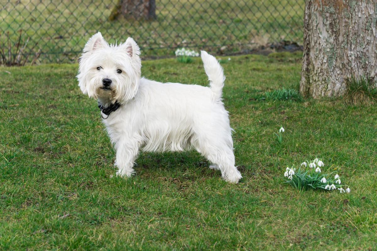 Small dog with erect ears standing