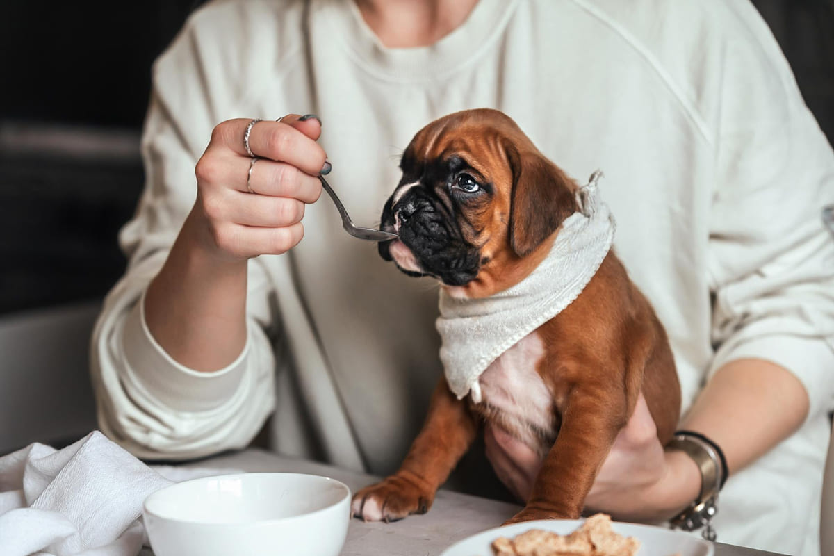 Dog being spoon-fed by its owner