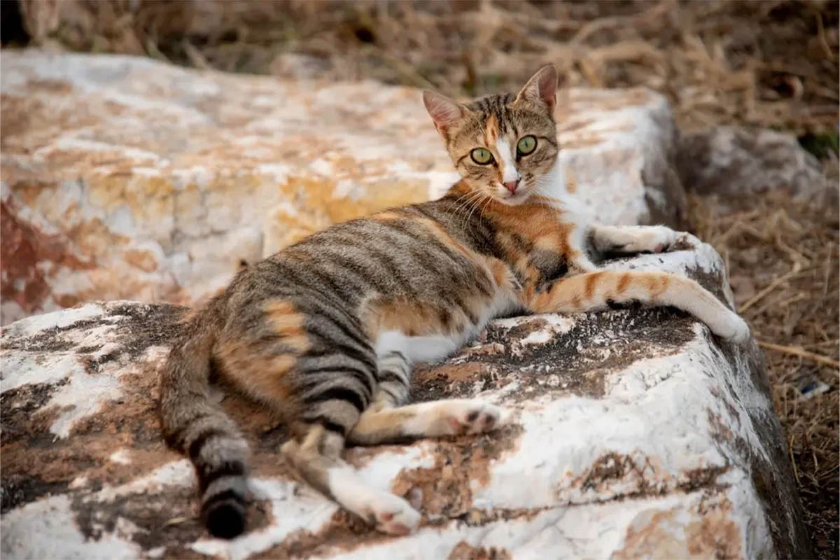 Green-eyed cat lying on a stone
