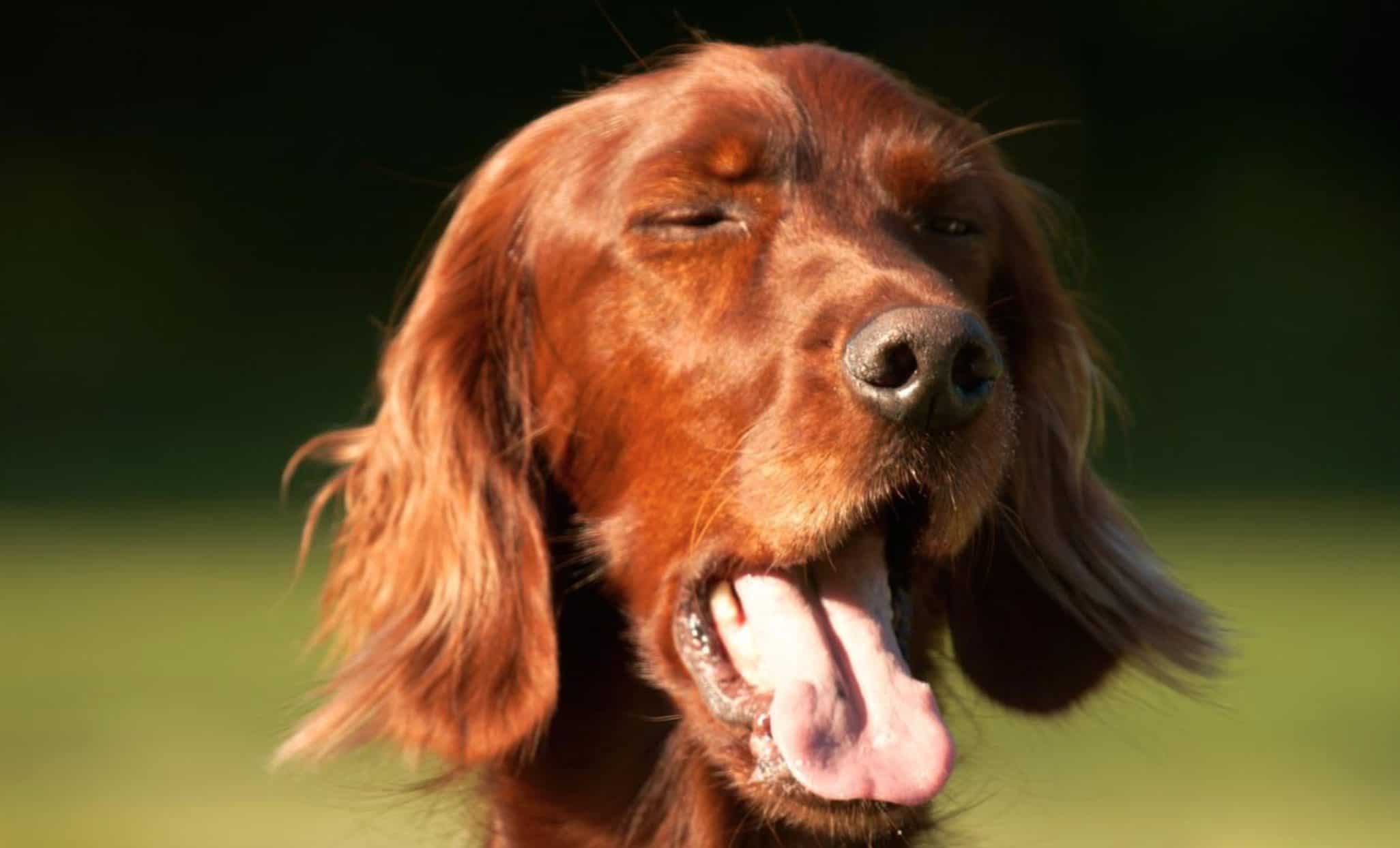 Sneezing long-haired brown dog