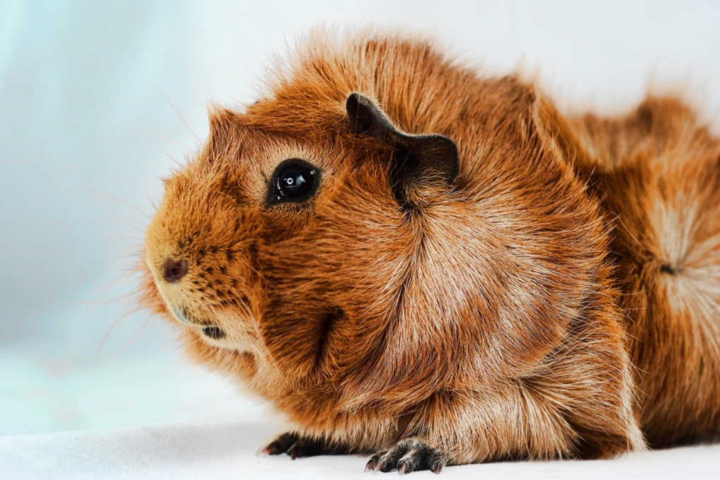 brown-haired abyssinian guinea pig