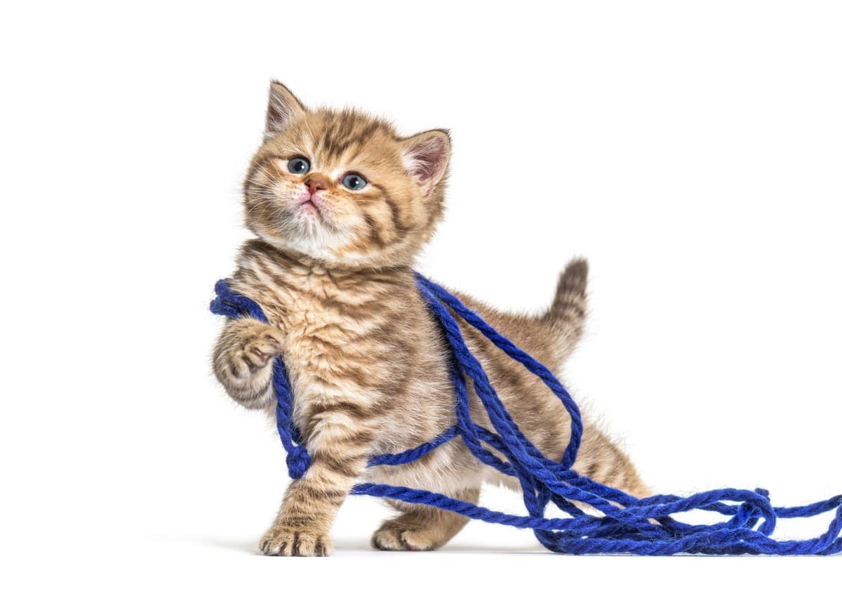 A tabby kitten tangled in blue string