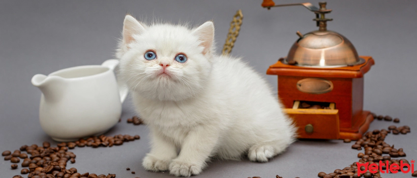 Harmful and Dangerous Foods to Keep Away From Cats