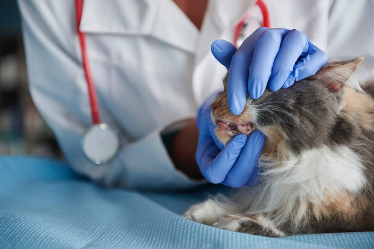 A cat under veterinary supervision