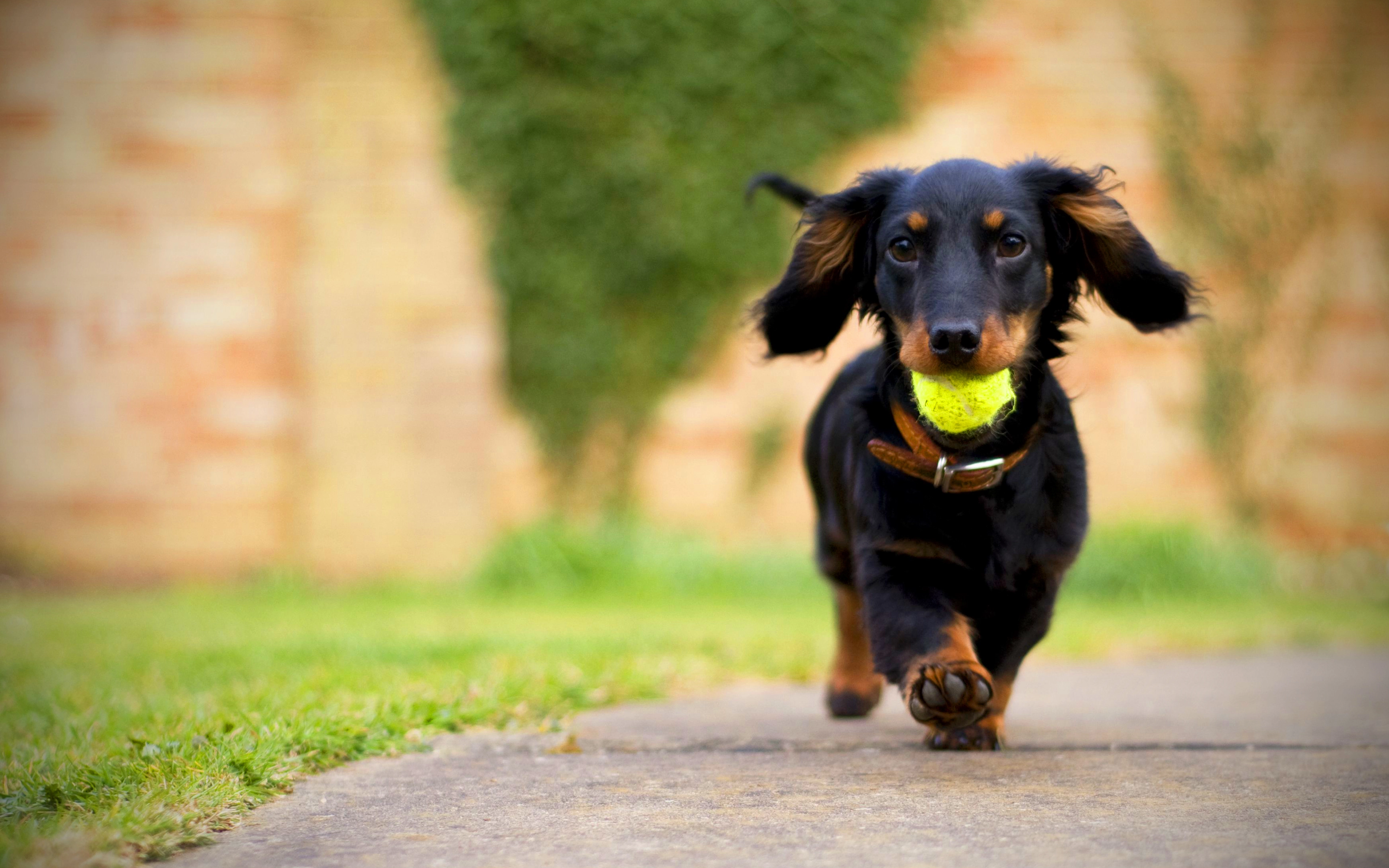 A dog running with a ball in its mouth