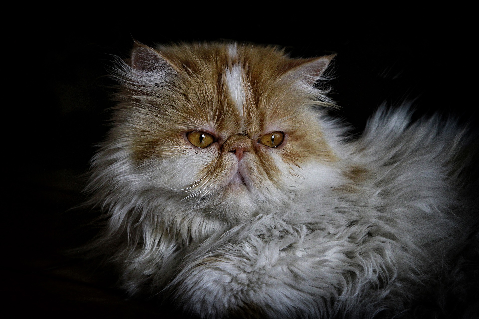 Persian cat in a dark background
