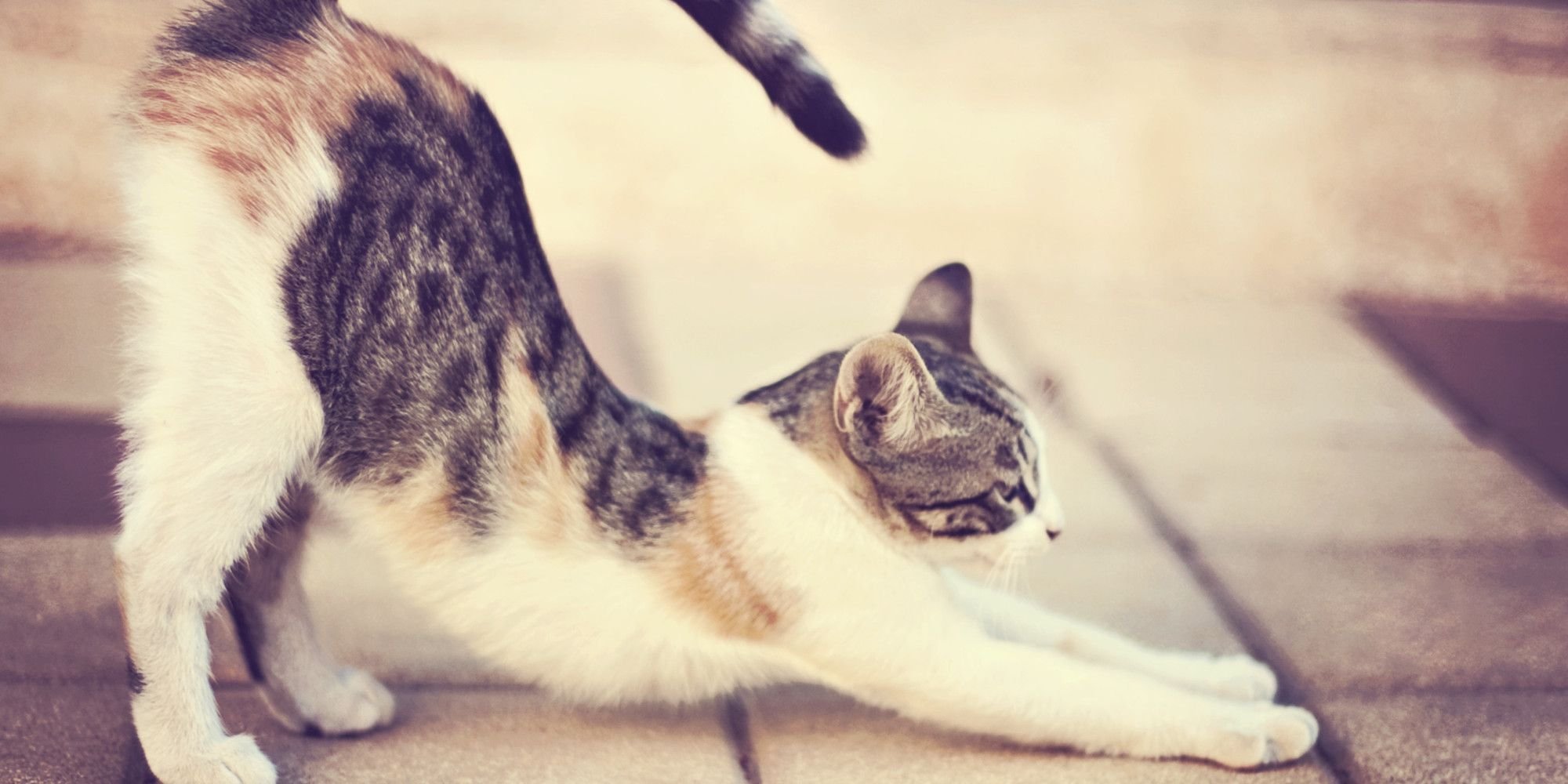 Colored cat yawning