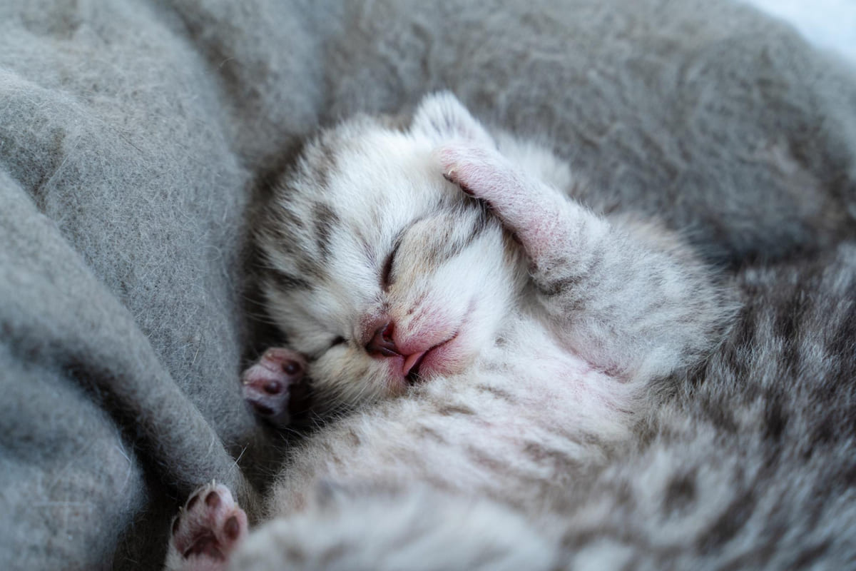 Gray and white kitten in newborn stage