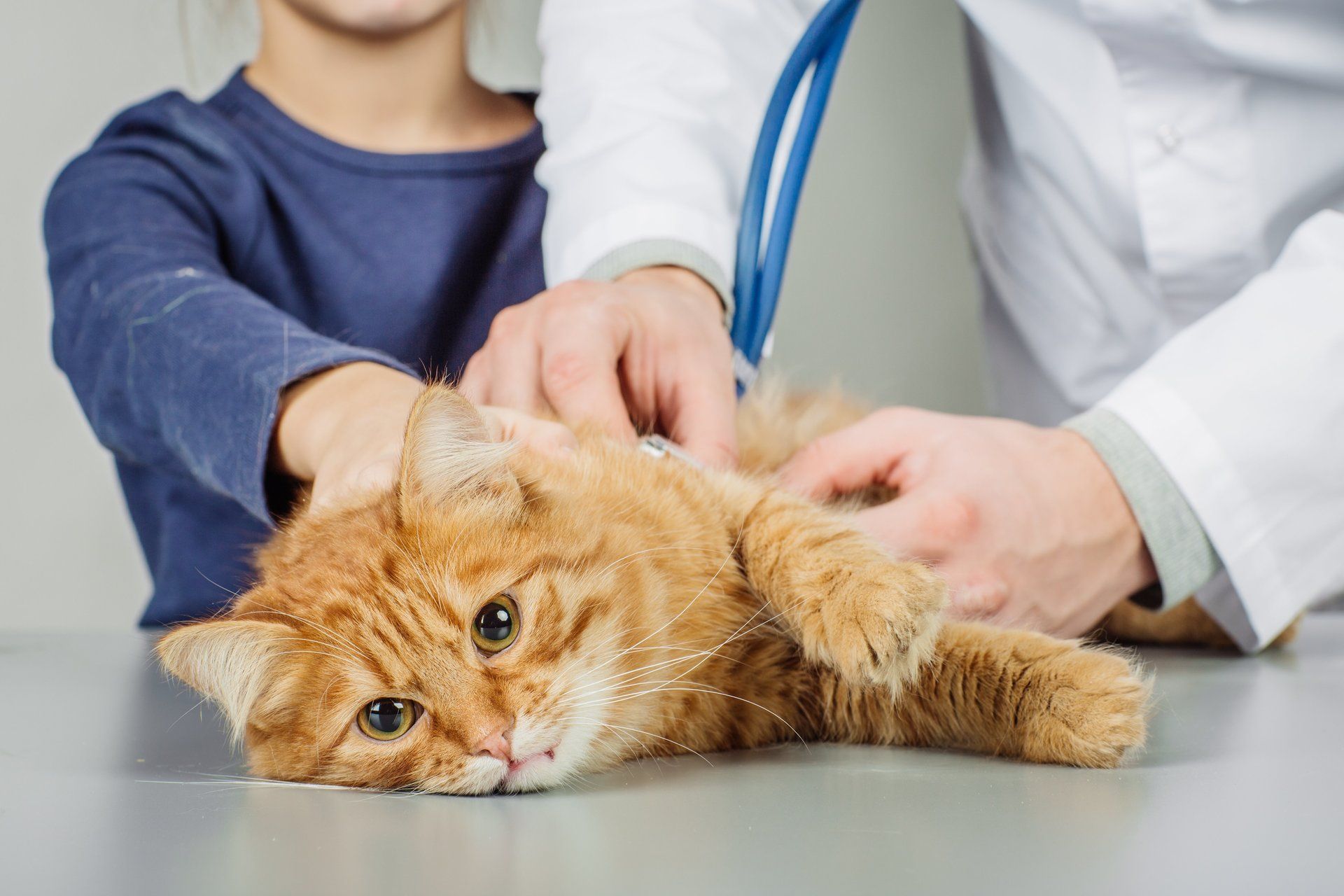 Yellow cat under veterinary supervision